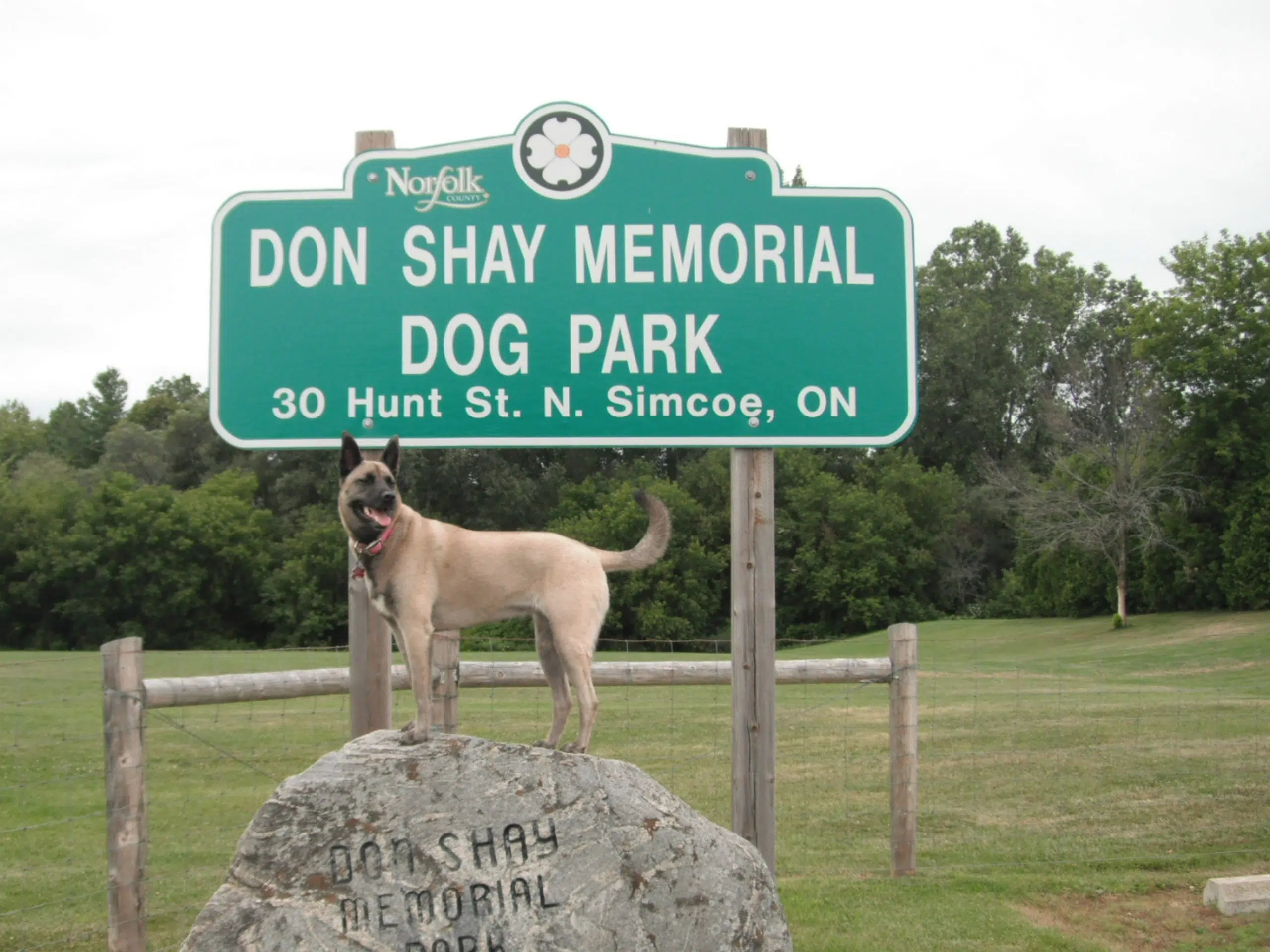 Reports of kennel cough at Simcoe dog park NorfolkToday.ca