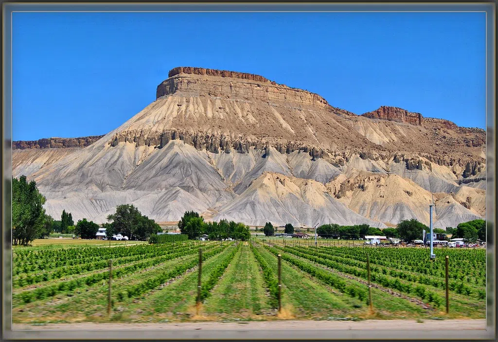 The Grand Valley is in the running for the Best Wine Region by USA