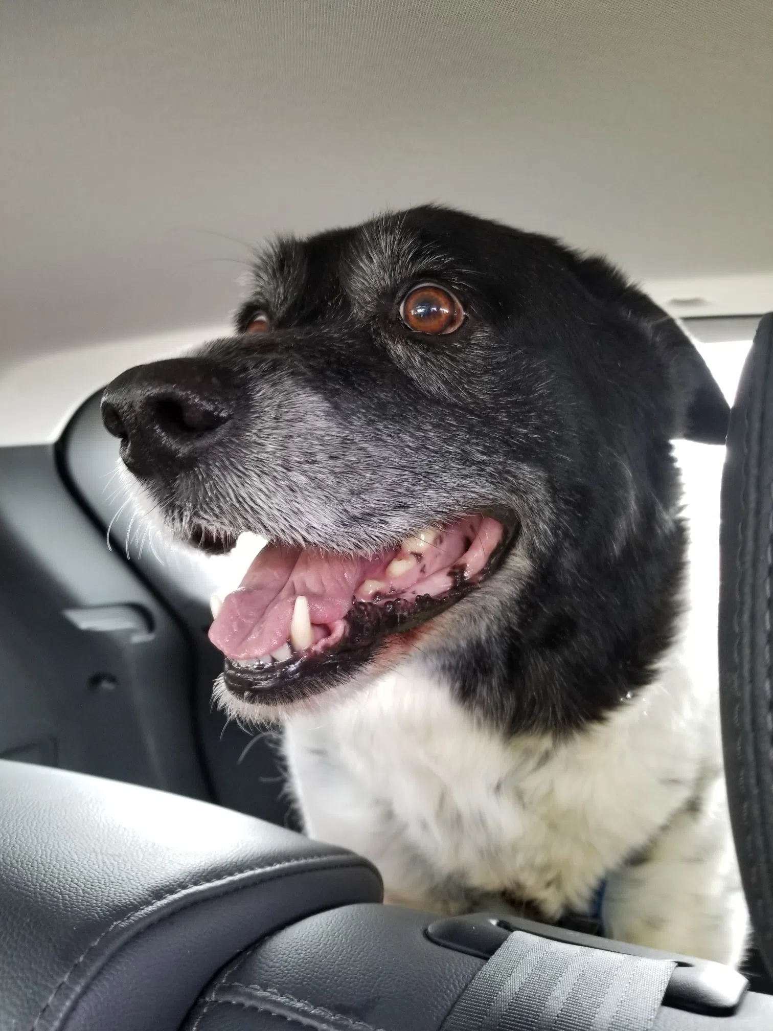 World Pet Memorial Day | Saskatchewan Country CJNB