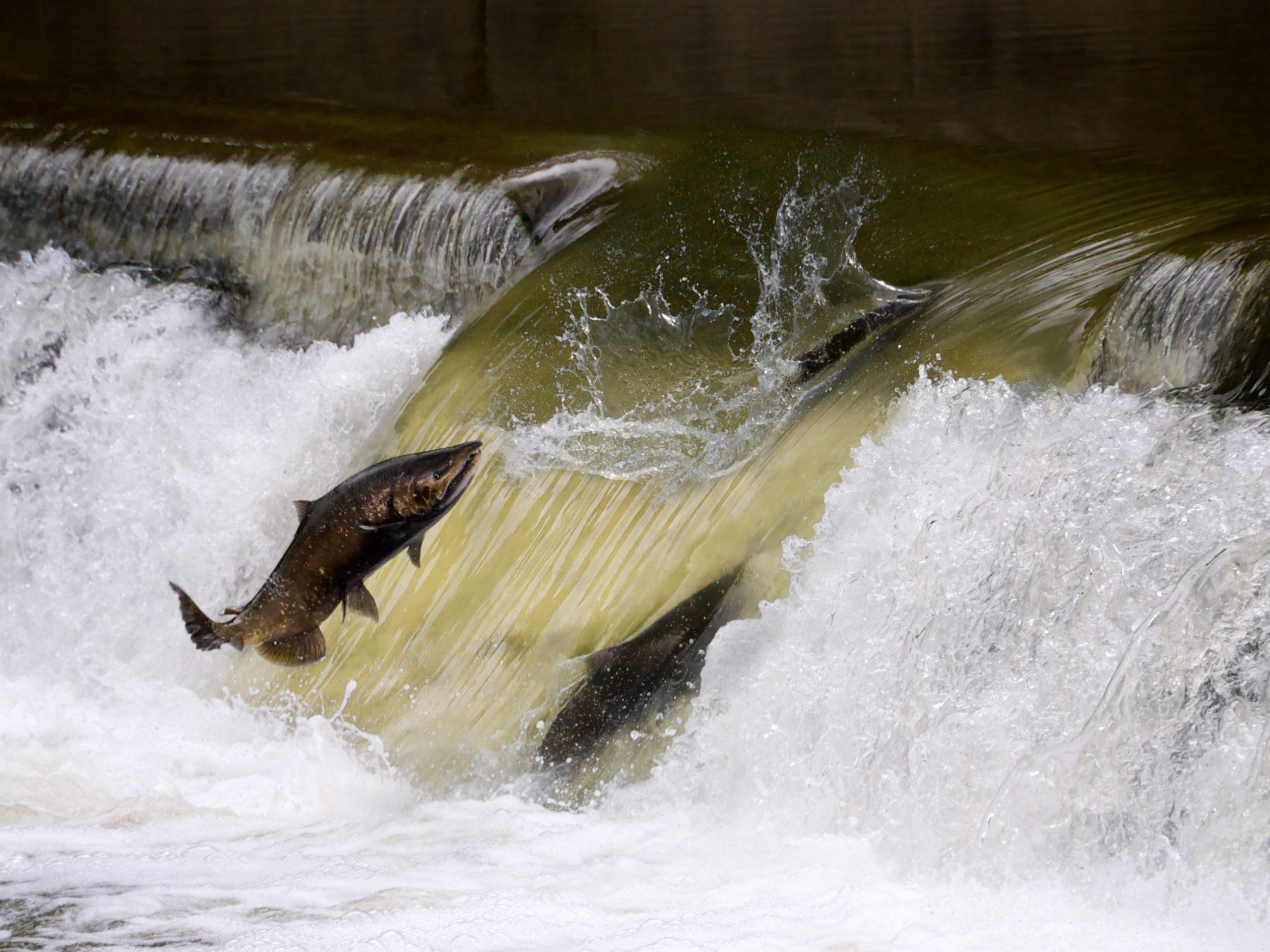 Tell Me Something Good: Salmon Spawning for the First Time in 80 Years in the Upper Columbia River - Vimarsana News