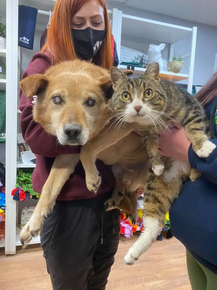 asomadetodosafetos.com - Cãozinho cego e seu amigo "gato guia" são adotados juntos de abrigo