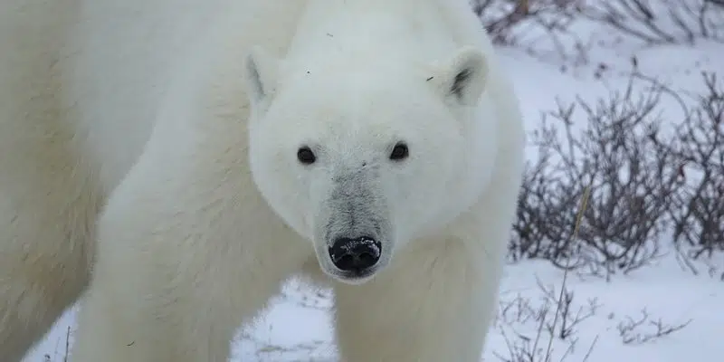 Polar Bears Spotted in St. Anthony Area | VOCM