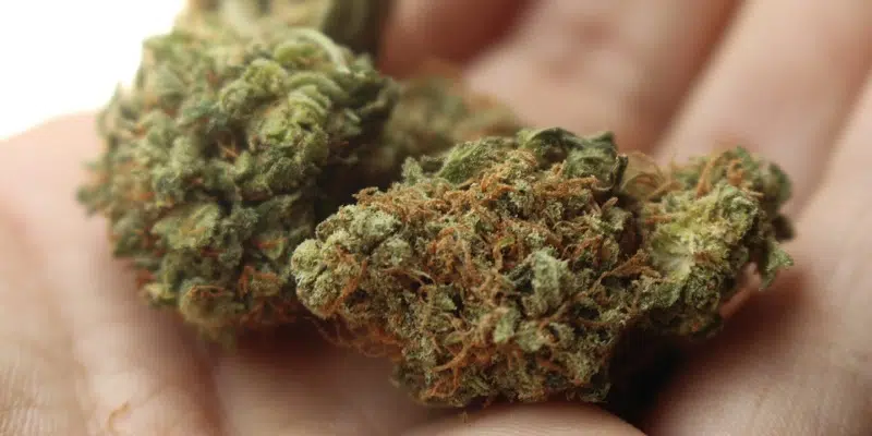 Cannabis Contraband 25k Seized As Part Of Investigation Into Illicit Market Vocm 