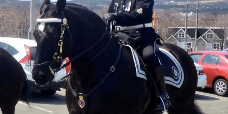 RNC Working with Vets to Nurse Sick Police Horse Back to Health | VOCM