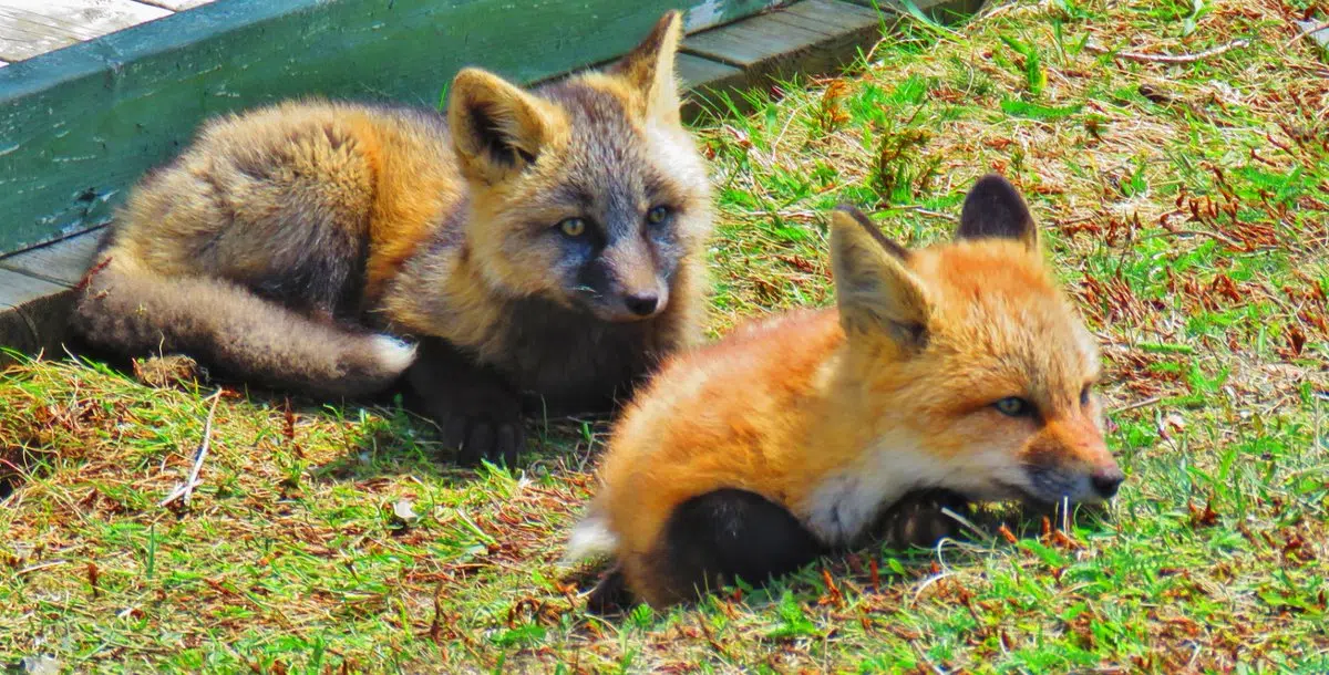 Wildlife Division Warns Public About Feeding Foxes