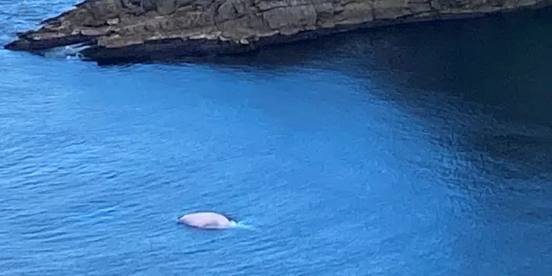 Pink Whale Making Waves in Province's Waters | VOCM