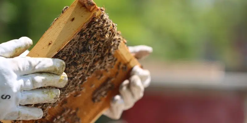 What's the Buzz?: Applications Open for NL Honey Bee Program