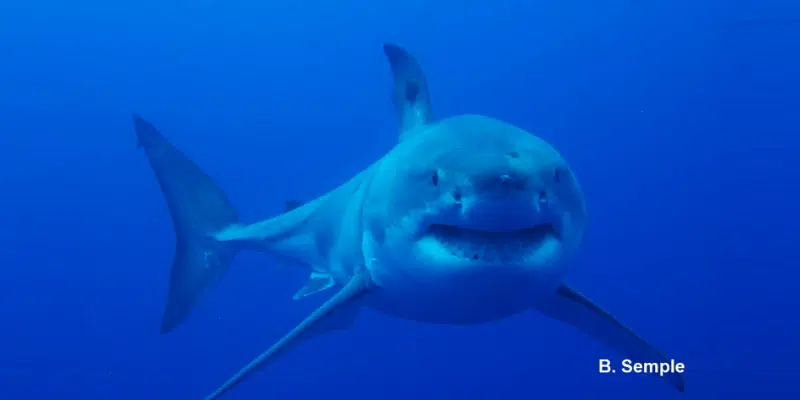 Great Whites Rare but Exciting Visitors to Newfoundland Waters: DFO | VOCM