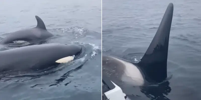 Pods of Orcas Make Appearances Near Coastal NL | VOCM