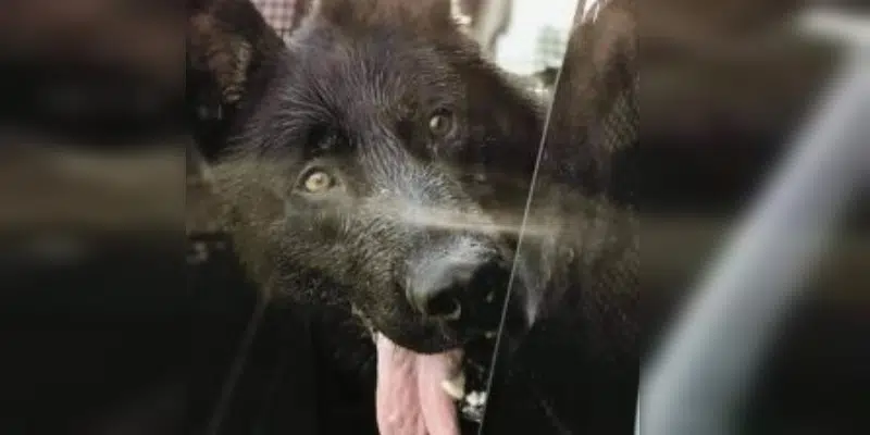 “Jago’s Run” Held for Fallen Police Service Dog