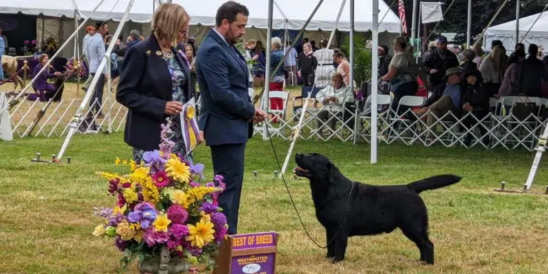 Minister’s Westminster Canine Greatest in Breed in New York Metropolis