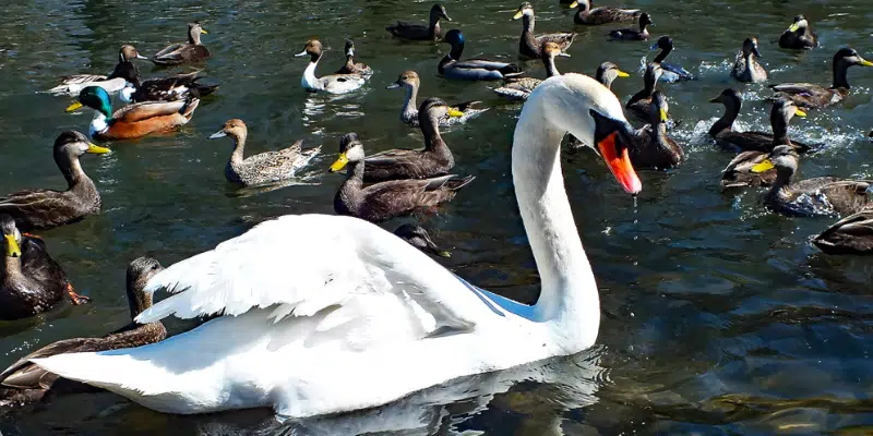 Seabird Biologist Responds to Possible Bowring Park Avian Flu Outbreak ...