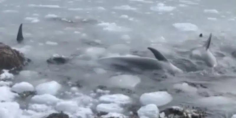 Ice-entrapped dolphins in Newfoundland lucky not to have been