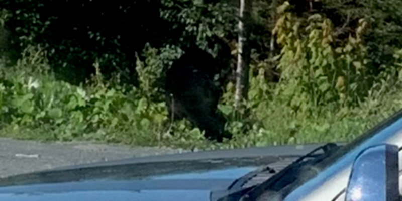 Three Mile Rock Woman Warns of Black Bear Approaching Homes - Vimarsana News